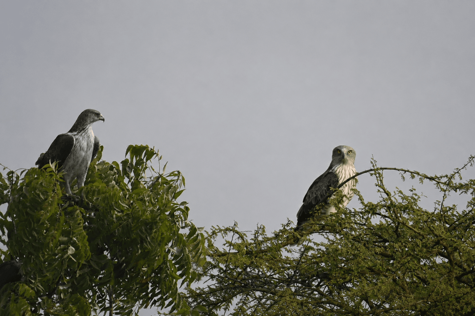 Short-toed Snake Eagle and Bonelli's Eagle perched together on trees at Bhigwan — rare comparison shot showing both species side by side in the wild