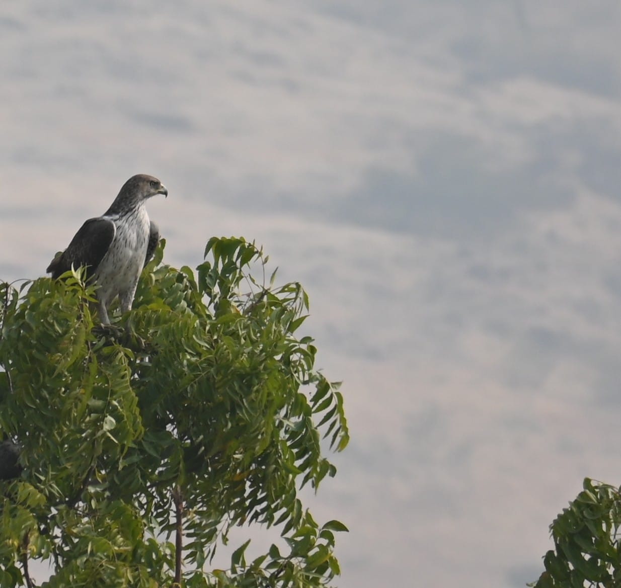 Bonelli's Eagle in flight showing streaked underparts and long tail — India