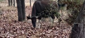 Indian Gaur at Bandhavgarh: Field Notes on India’s Largest Wild Animal