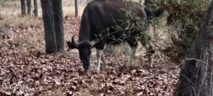 Indian Gaur at Bandhavgarh: Field Notes on India’s Largest Wild Animal