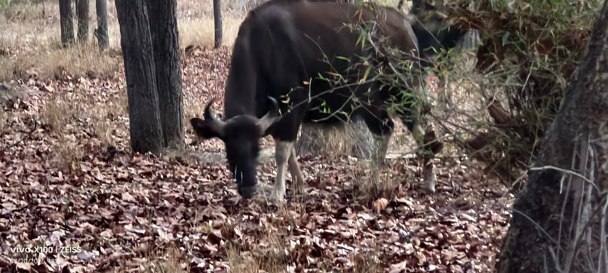 Indian Gaur alert at Bandhavgarh — reintroduced from Kanha 2011-12 | Photo: Prashant S. Gupta Indian Gaur Bos gaurus alert posture Bandhavgarh National Park Tala Zone reintroduction conservation Madhya Pradesh