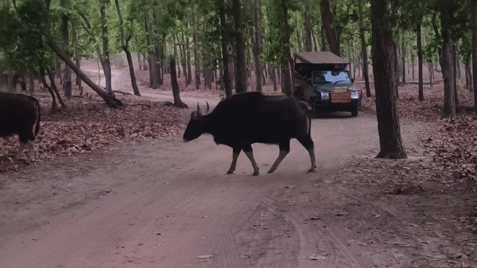 Indian Gaur white leg field mark — Bandhavgarh Tiger Reserve | Photo: Prashant S. Gupta Indian Gaur Bos gaurus white legs field identification mark Bandhavgarh Tiger Reserve Madhya Pradesh April 2025