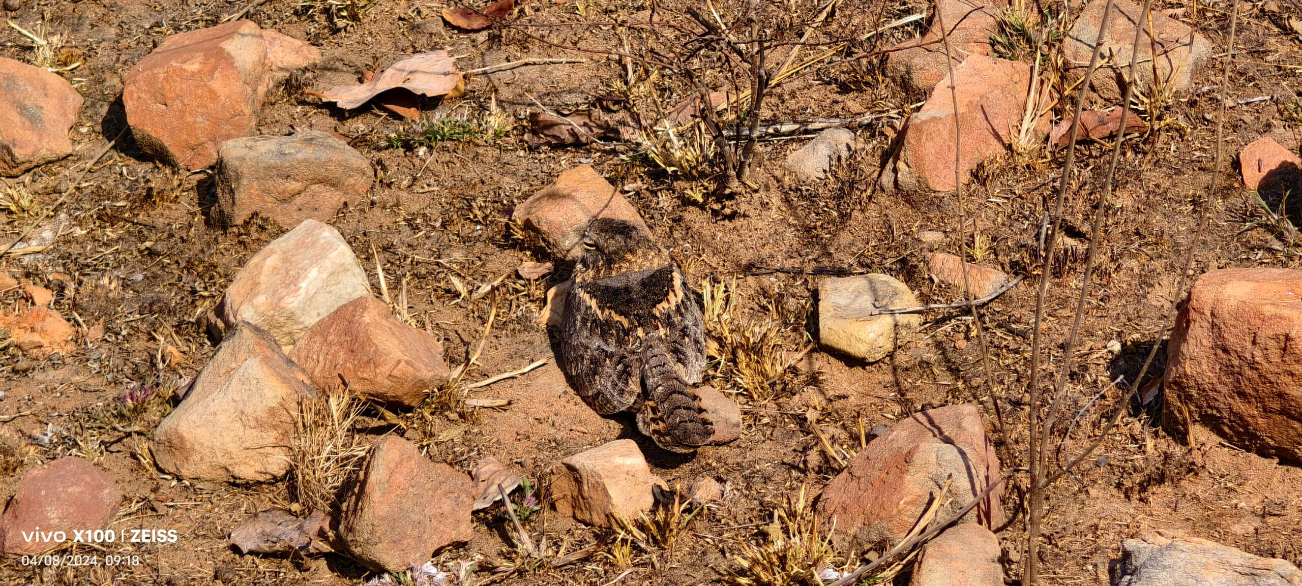 Indian Nightjar resting on the dry forest floor at Panna Tiger Reserve, blending into the fallen leaves of the central Indian jungle