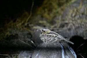 Indian Nightjar — Behaviour, Habitat