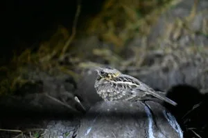 Indian Nightjar — Behaviour, Habitat
