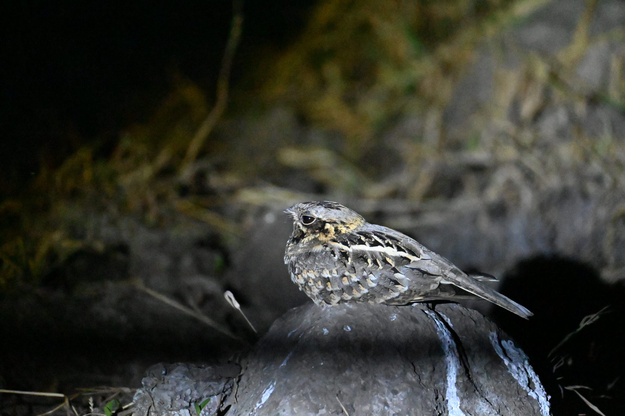 Indian Nightjar sitting perfectly still on dry ground at Bhigwan bird sanctuary, camouflaged among fallen leaves and twigs
