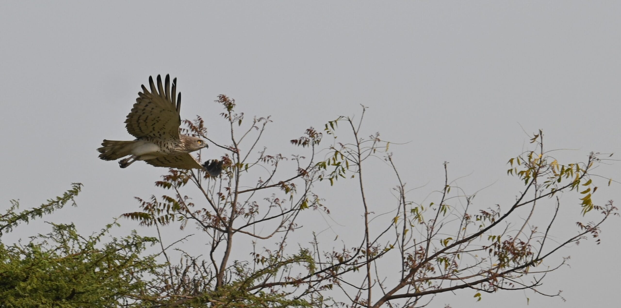 Short-toed Snake Eagle showing its large rounded owl-like head and golden eyes — Bhigwan India