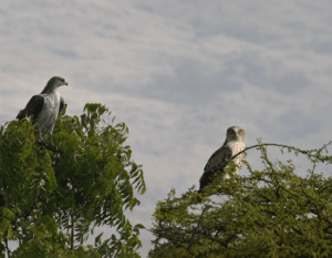 Short-toed Snake Eagle vs Bonelli’s Eagle