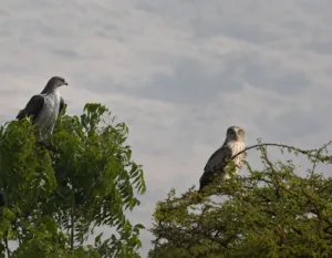 Short-toed Snake Eagle vs Bonelli’s Eagle
