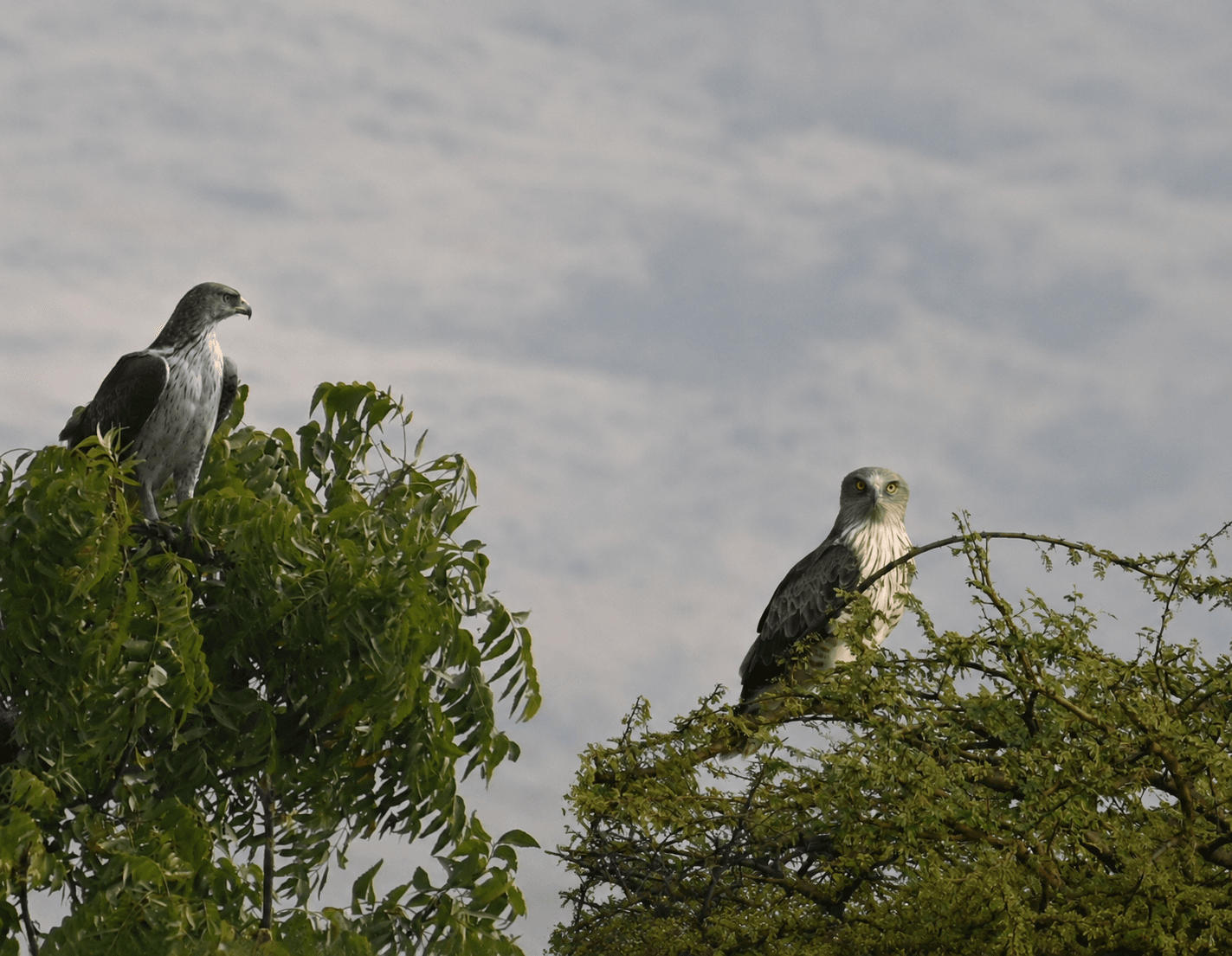Short-toed Snake Eagle and Bonelli's Eagle perched together on trees at Bhigwan — rare comparison shot showing both species side by side in the wild