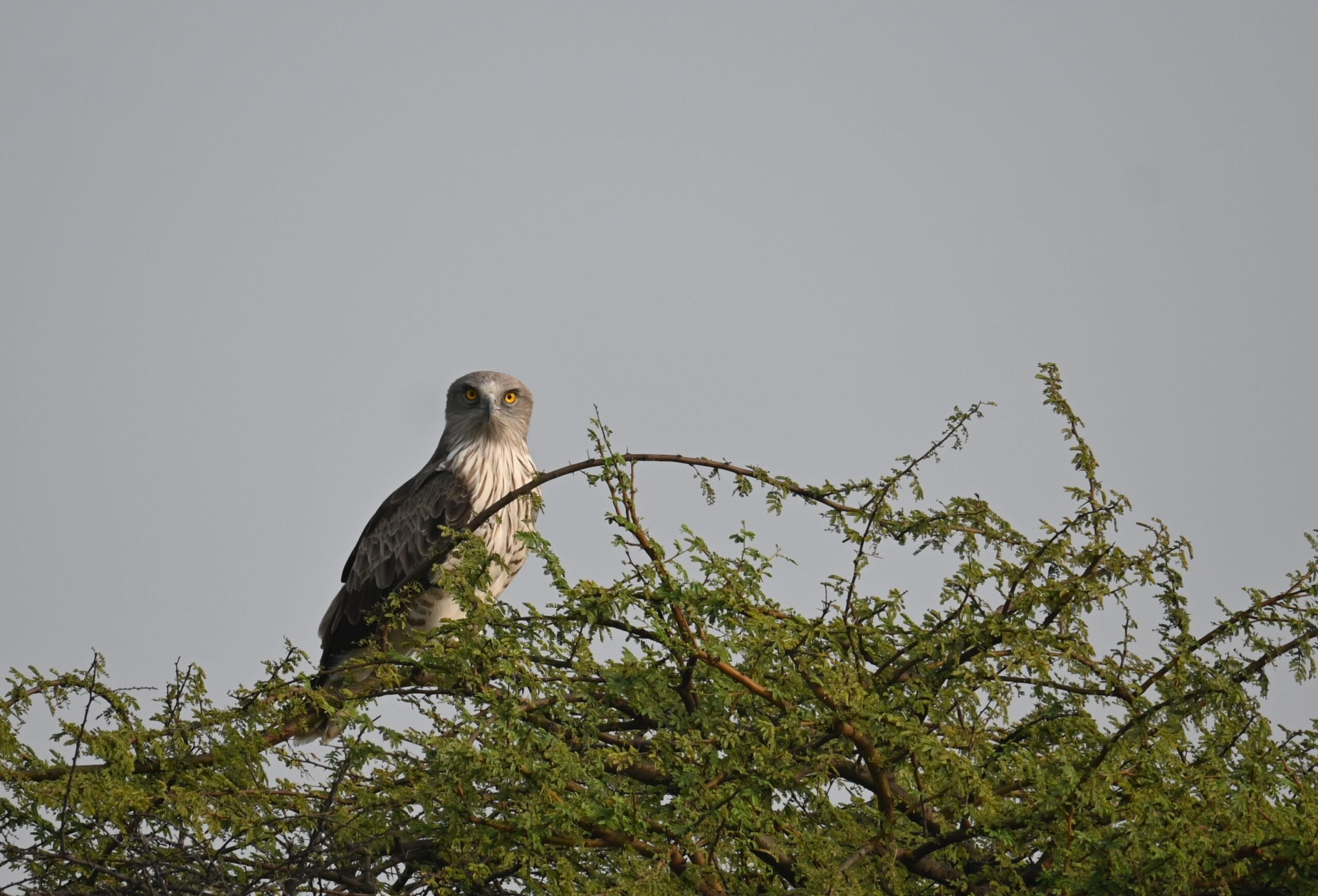 Short-toed Snake Eagle perched on a branch at Bhigwan showing its large round head and bright yellow eyes