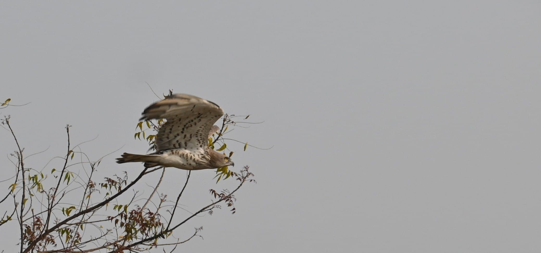 Short-toed Snake Eagle showing pale white belly with dark chest bib — field photograph India