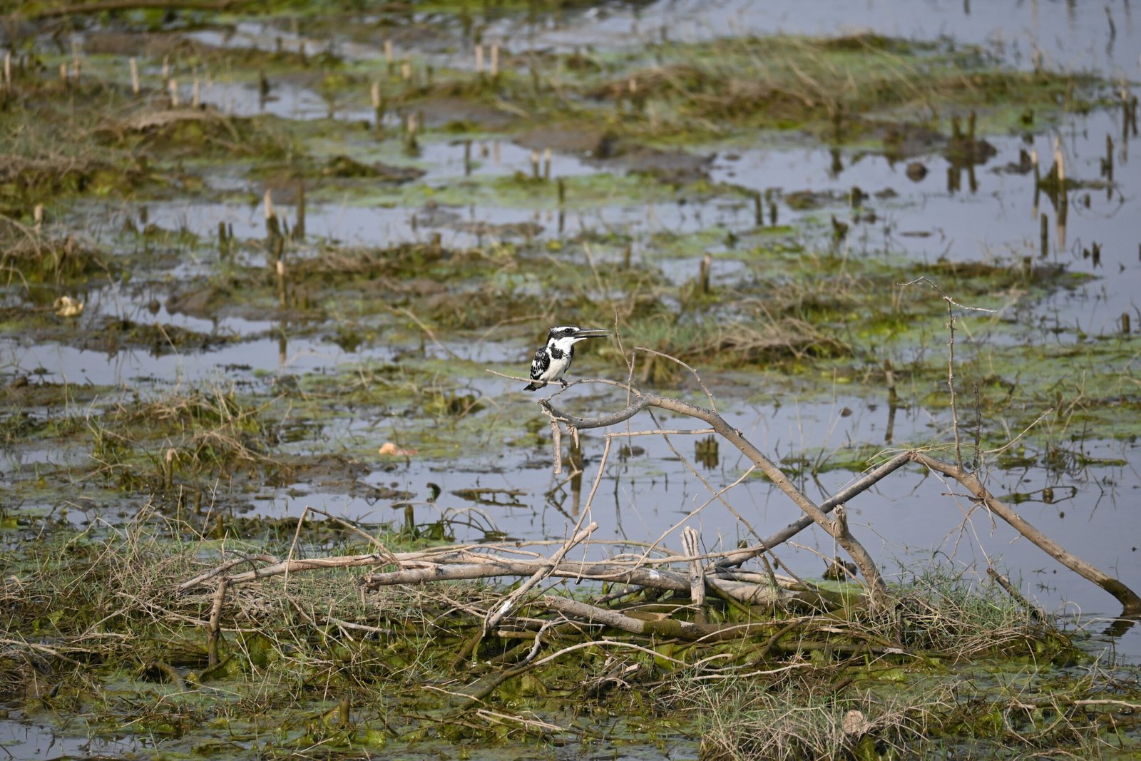 Pied Kingfisher perched on dead branches over the Jawai Dam wetland