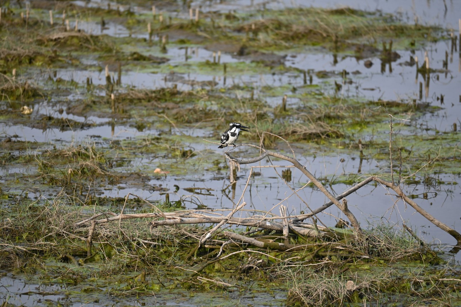 Pied Kingfisher scanning the water from a perch in Jawai