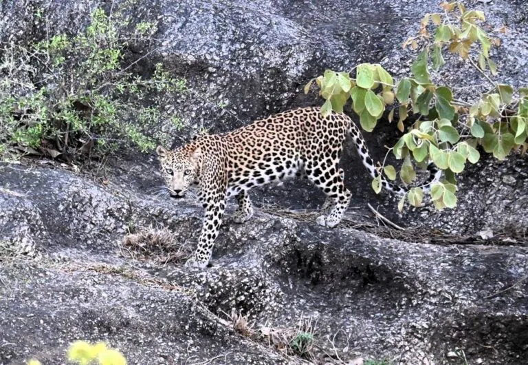 jawai-leopard-safari-walking