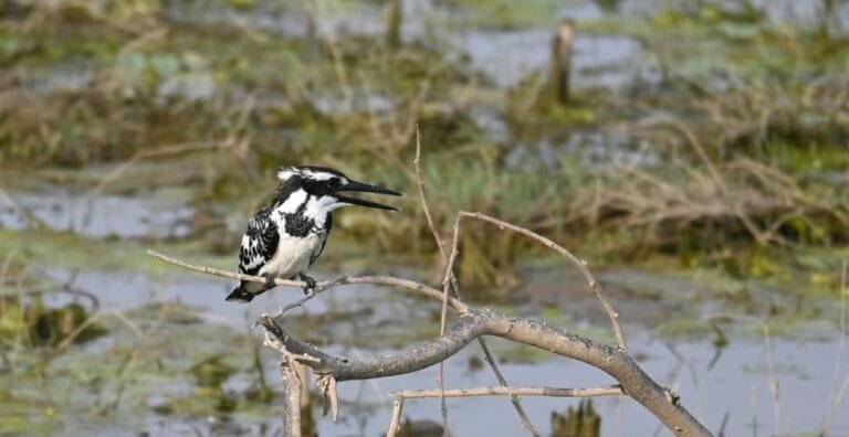jawai-pied-kingfisher — Jawai