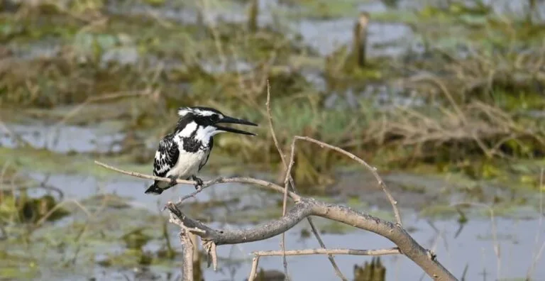 jawai-pied-kingfisher — Jawai