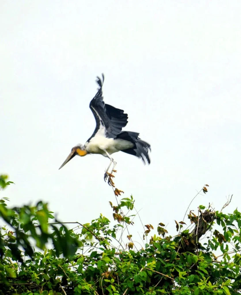 Adjutant-Stork-of-Tadoba