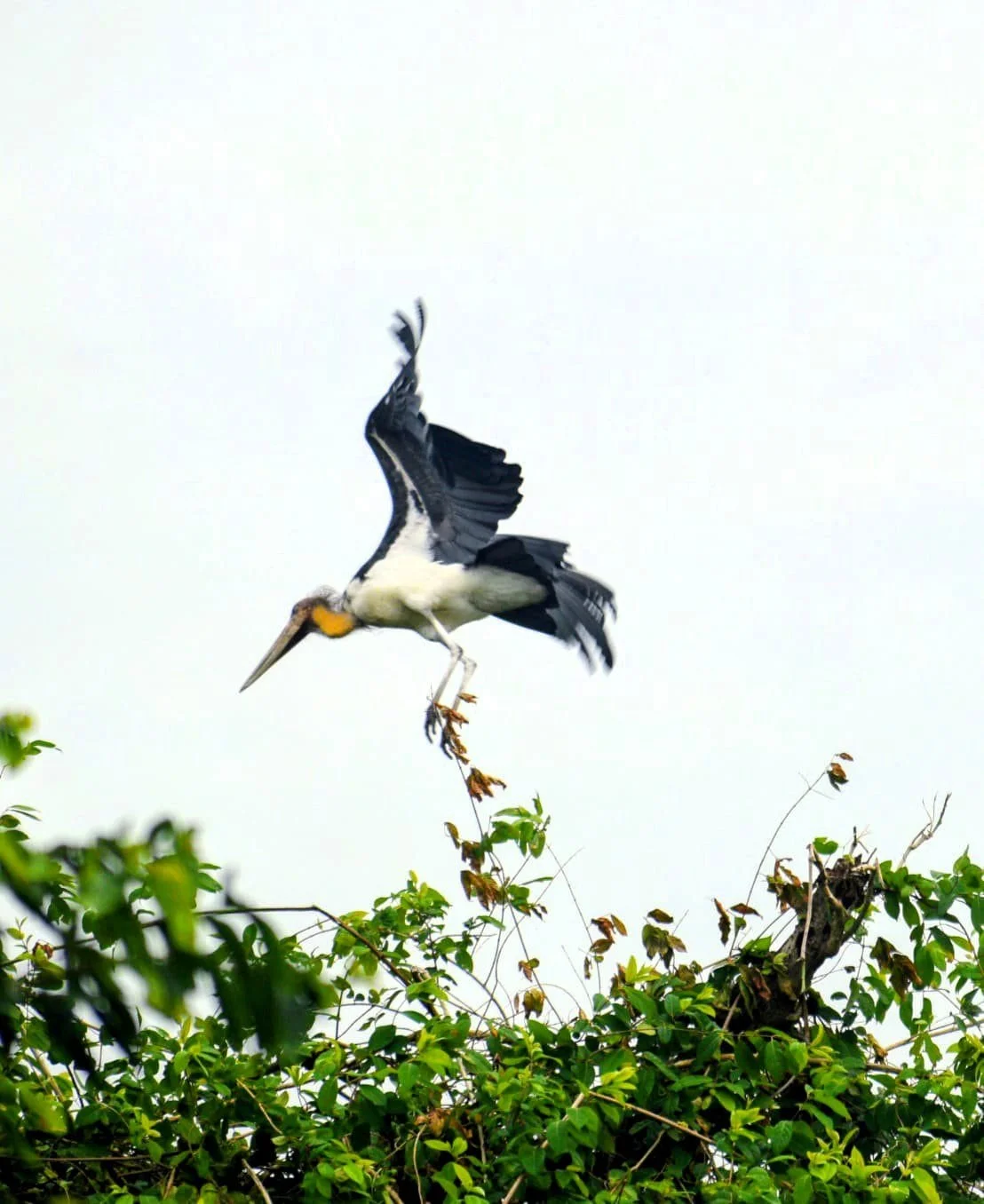 Adjutant Stork standing in Tadoba wetland