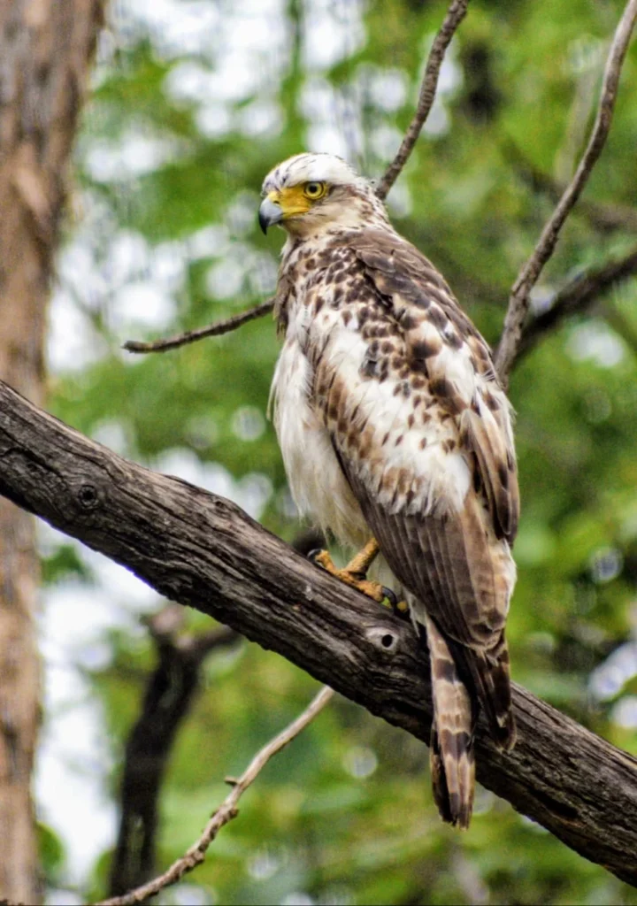 A changeable hawk-eagle, crestless morph, on a forest branch
