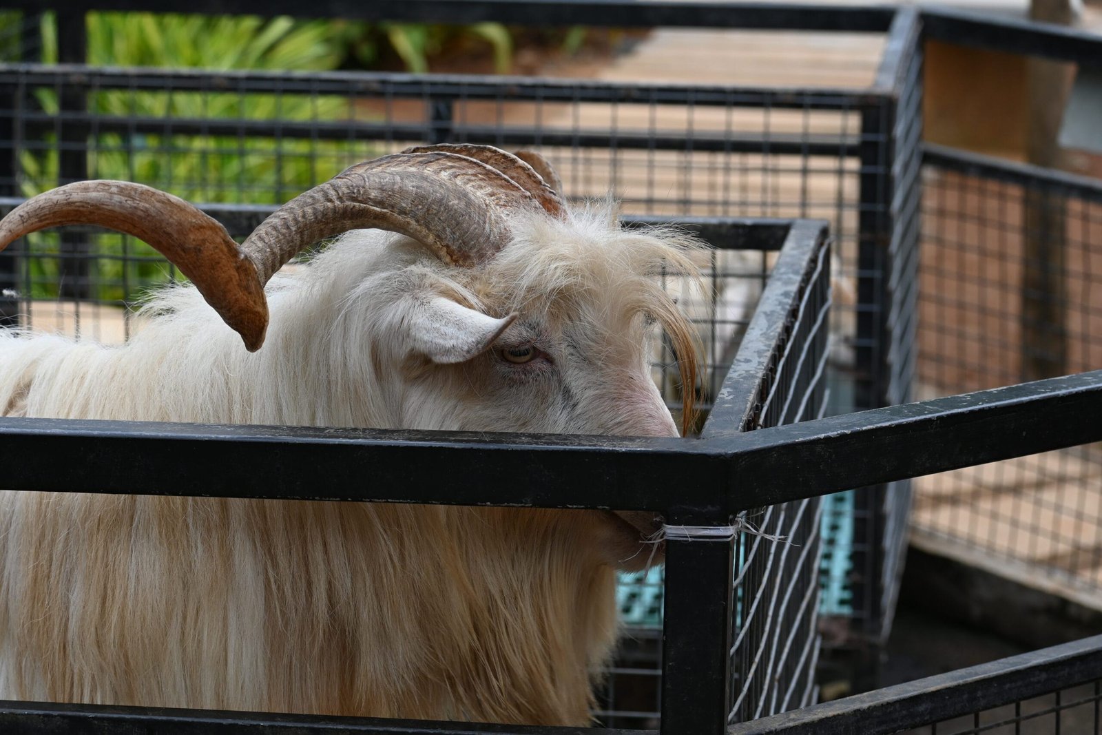 Long-haired horned ram at Flora and Fauna park Kochi Munnar road Kerala