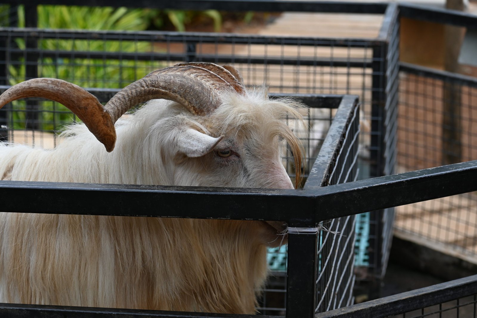 Long-haired horned ram at Flora and Fauna park Kochi Munnar road Kerala