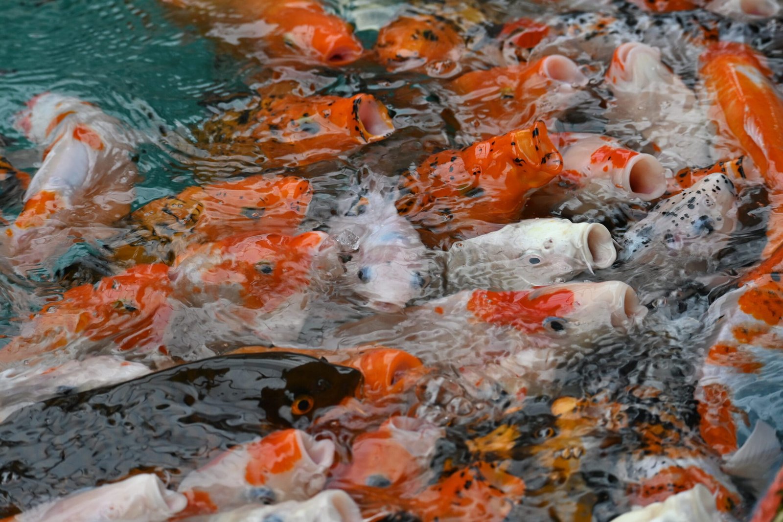 Koi carp feeding in pond at Flora and Fauna park Kerala