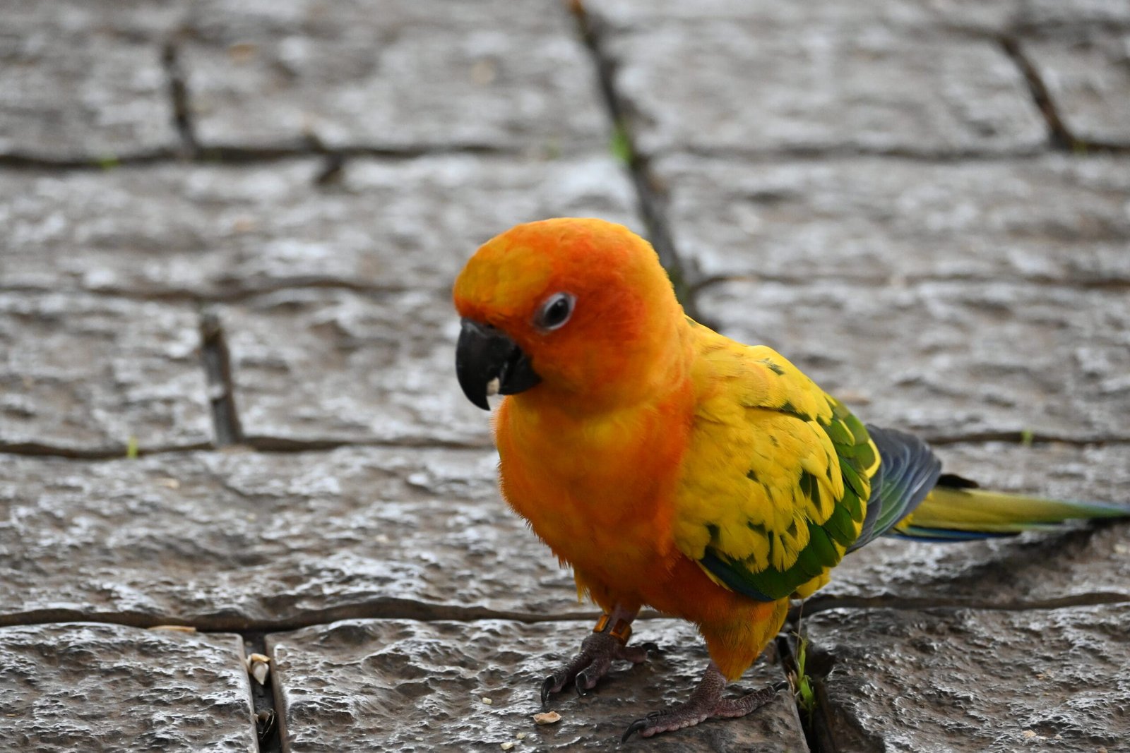 Sun conure parrot on cobblestones at Kerala roadside park