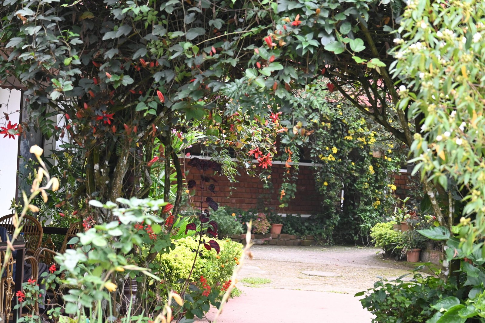 Red flowering vine canopy walkway Oliver Brook hotel Munnar
