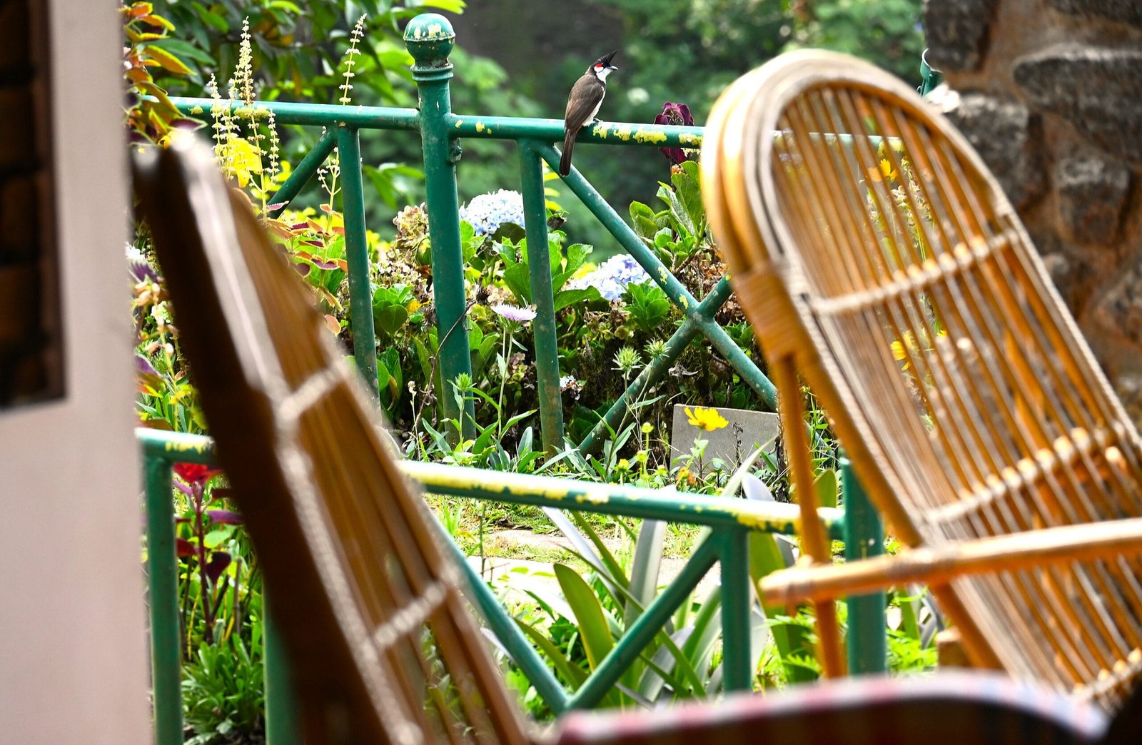 Red-whiskered Bulbul on green railing Oliver Brook hotel garden Munnar Kerala