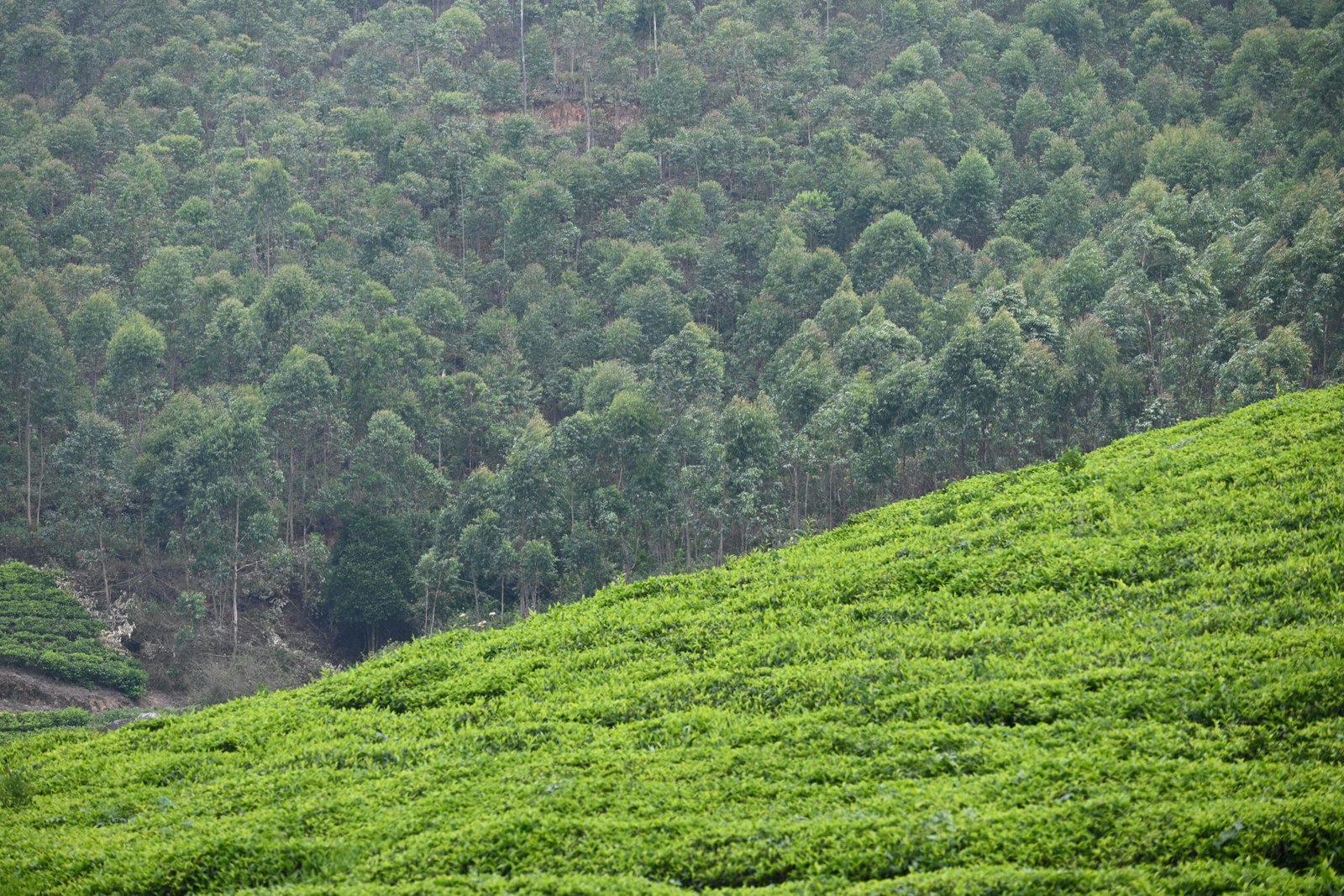 Scenic view on the drive between Munnar and Thekkady Kerala Western Ghats