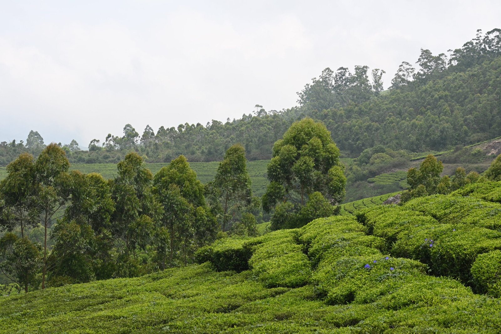 Munnar tea plantation with eucalyptus trees and misty hills Kerala