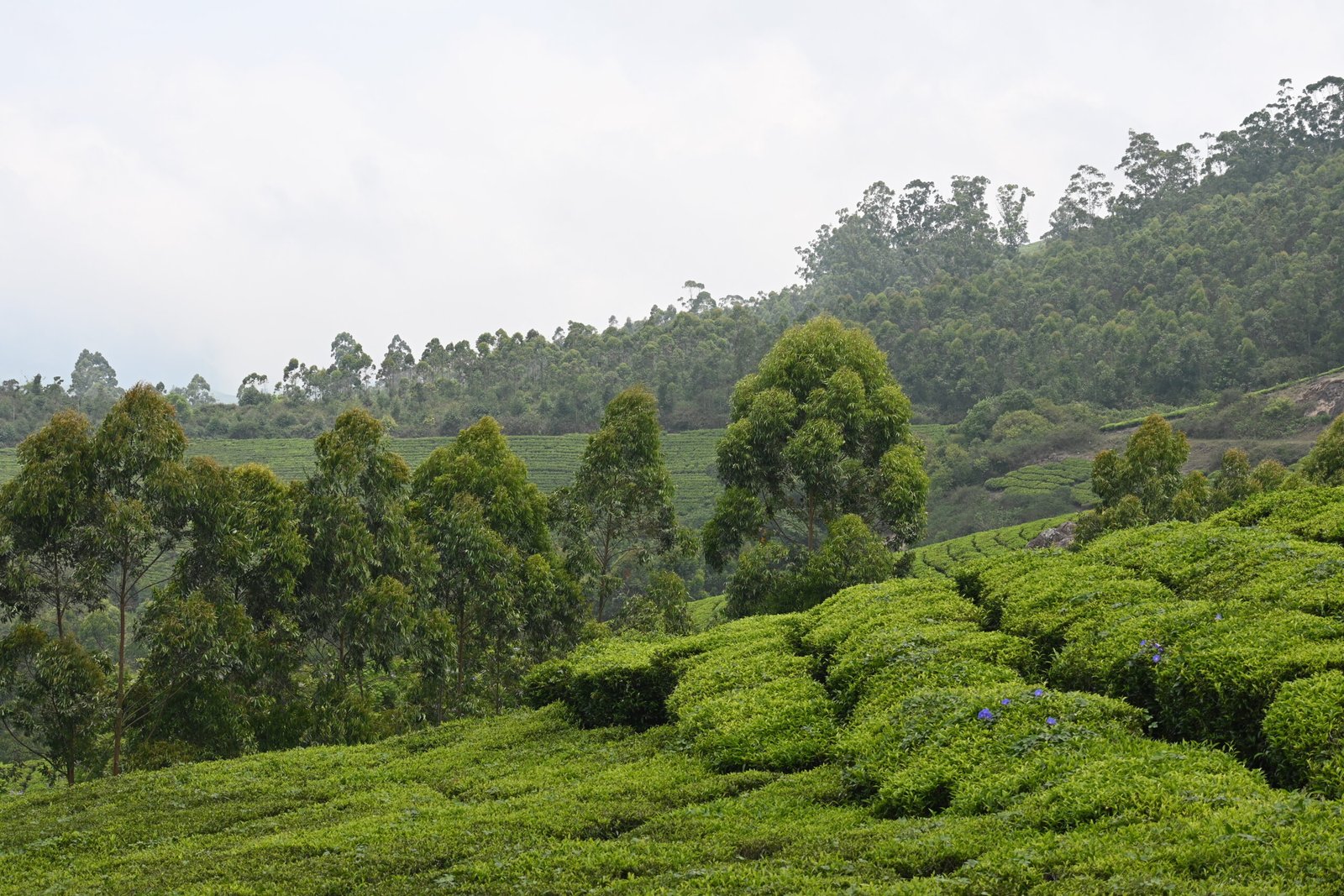 Munnar tea plantation with eucalyptus trees and misty hills Kerala