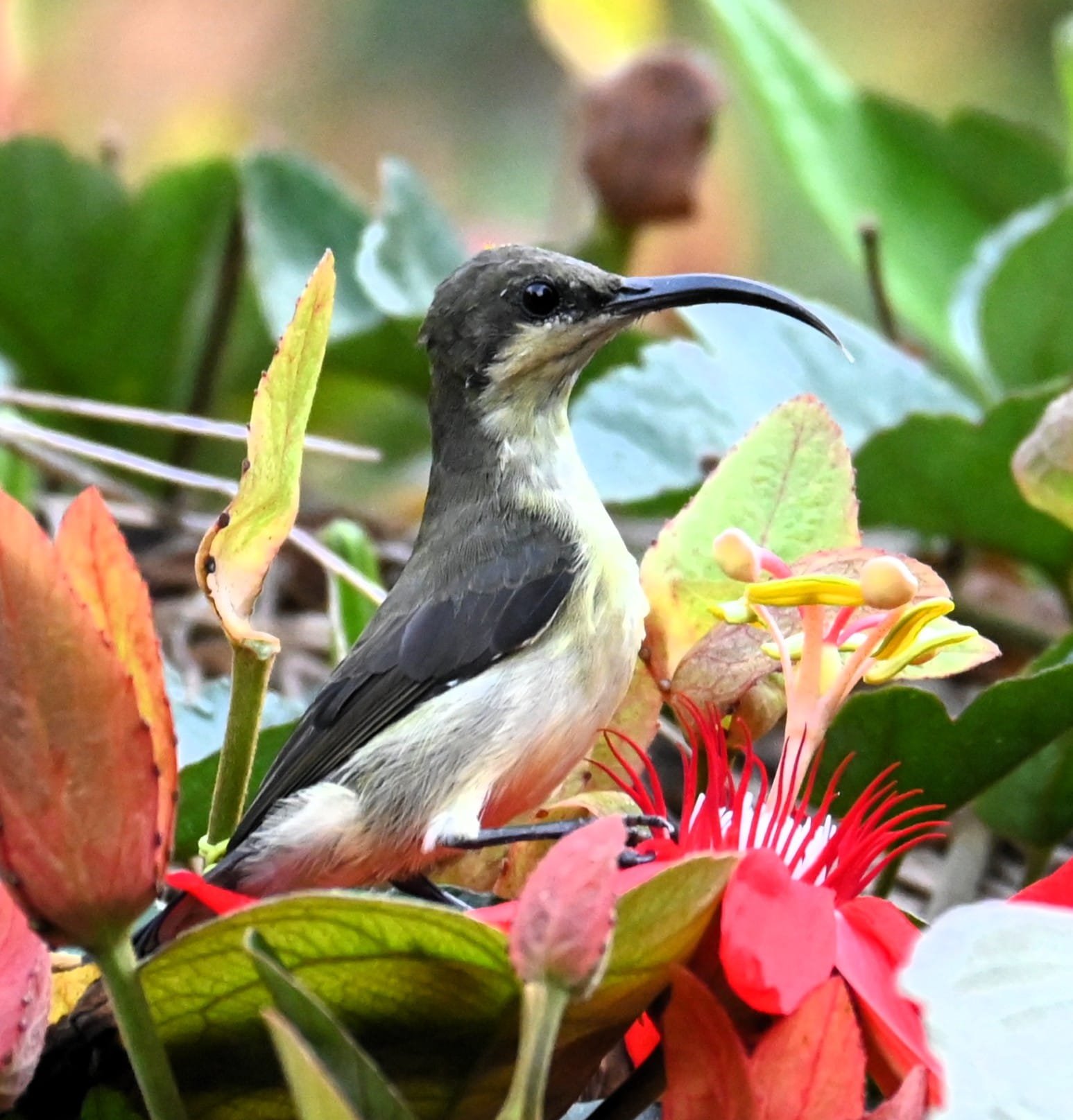 Sunbird feeding on red passion flower Munnar Kerala