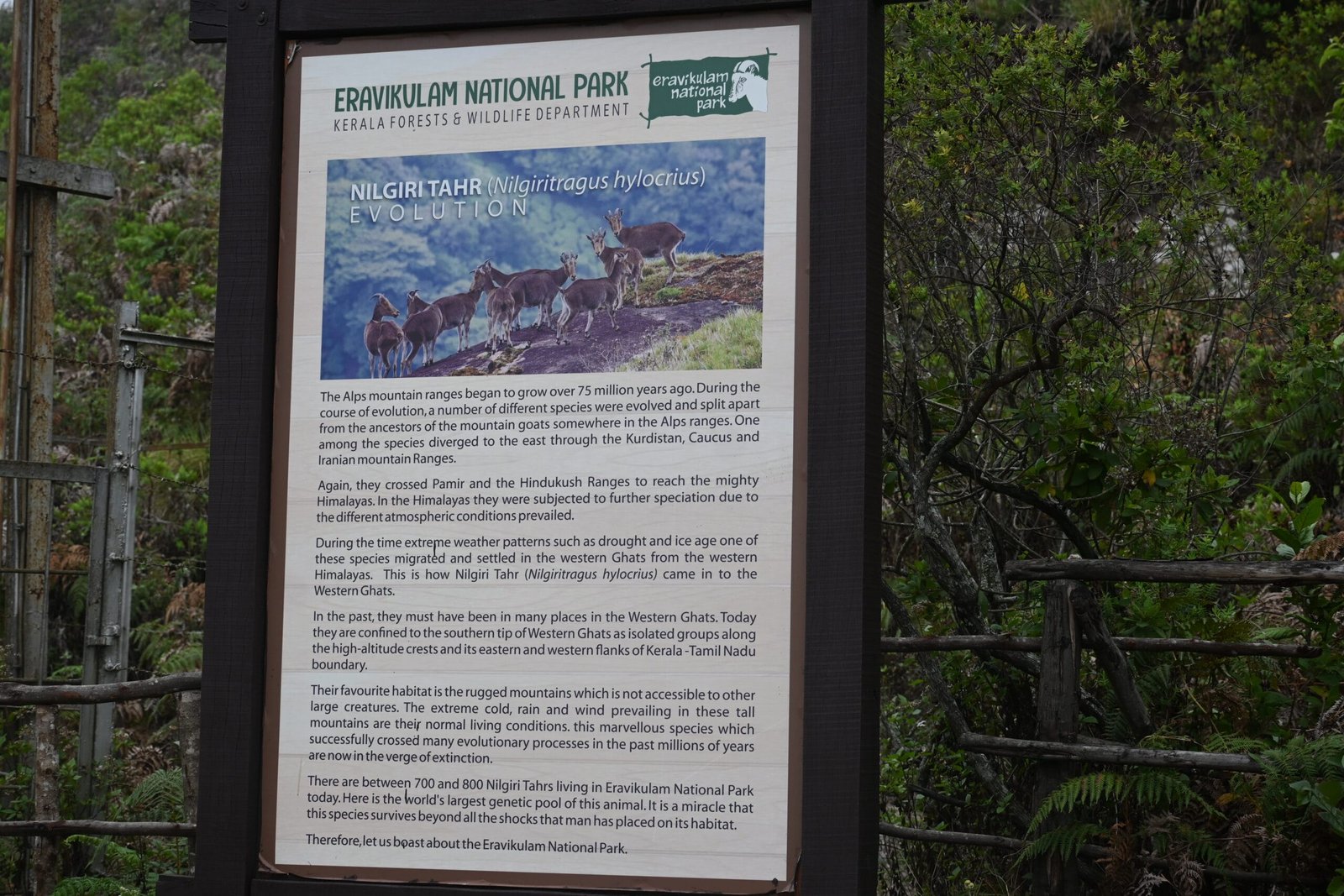 Eravikulam National Park grassland and shola forest Munnar Kerala