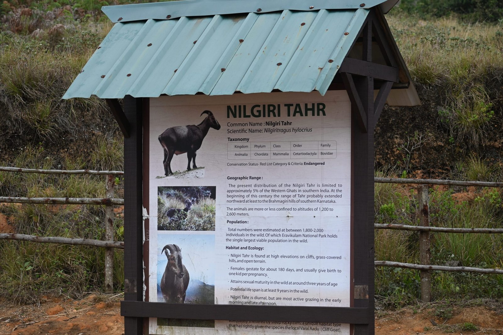 Nilgiri Tahr endangered species information board Eravikulam Kerala