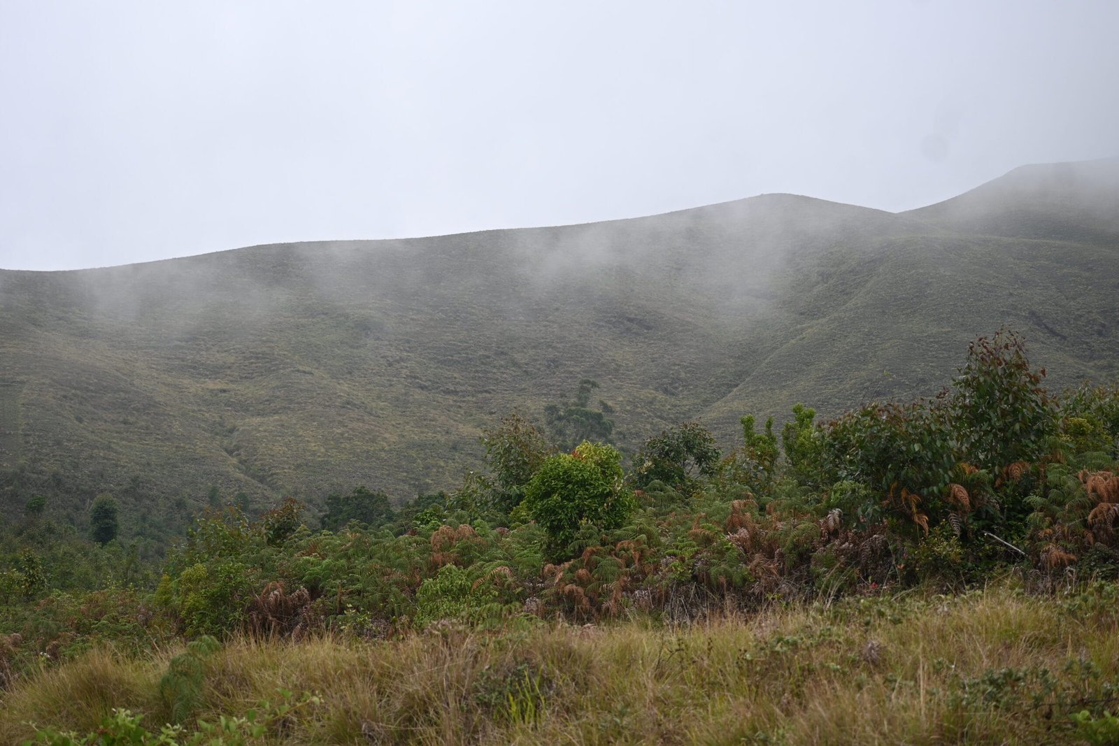 Visitors walking paved trail Eravikulam National Park misty hills Munnar Kerala