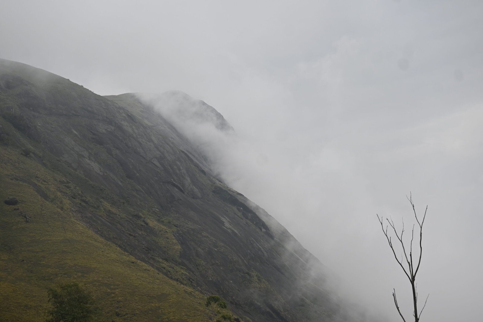 Walking scene Eravikulam National Park ferns Western Ghats Kerala