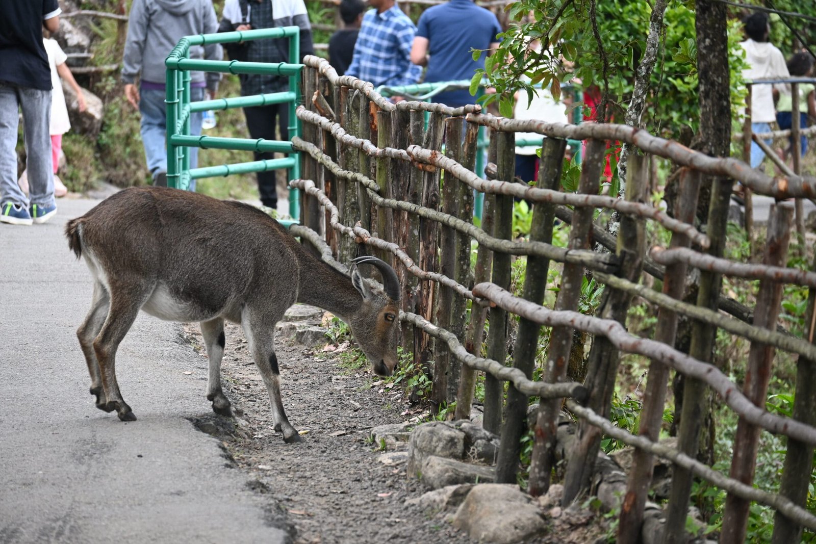 Nilgiri tahr on walking trail beside visitors Eravikulam Munnar Kerala