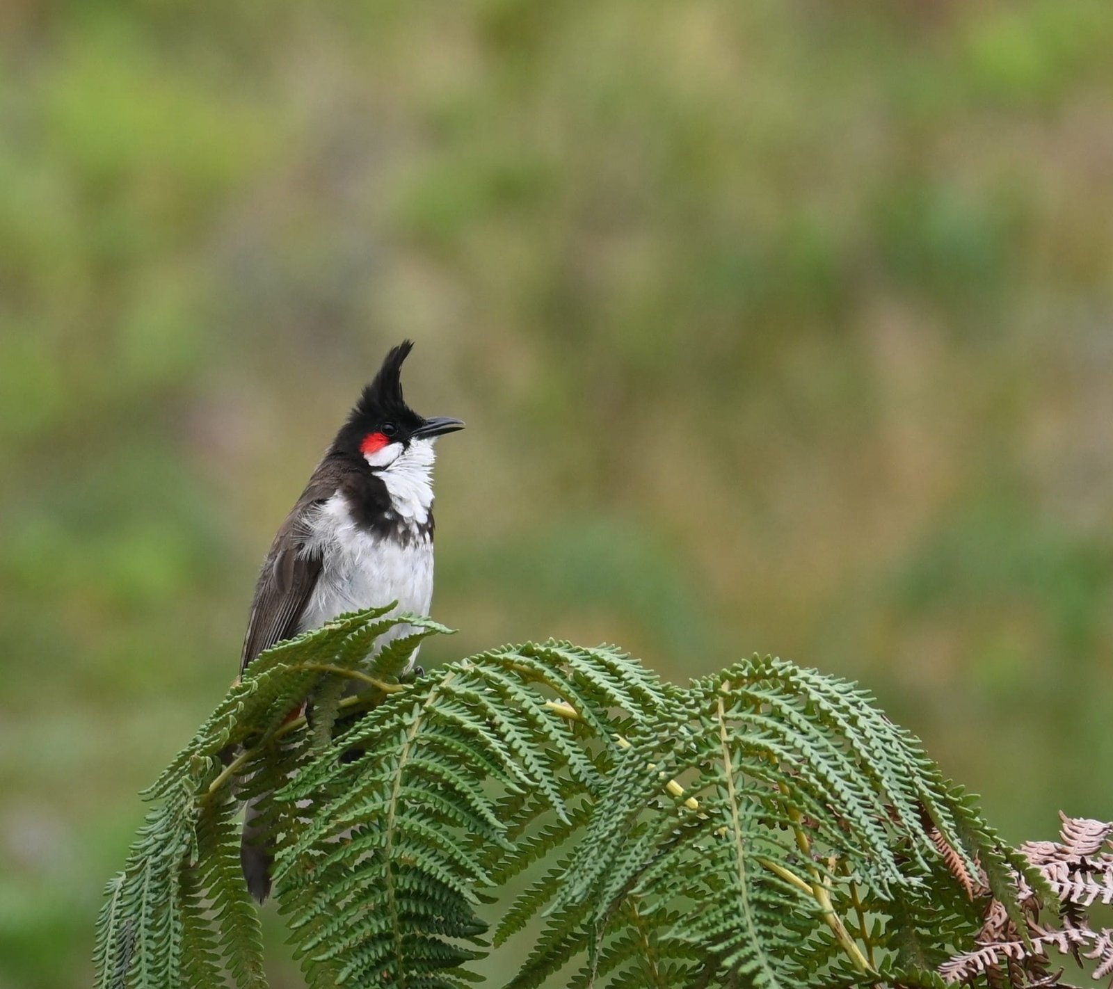 Red-whiskered Bulbul perched on fern at Eravikulam National Park Kerala birding
