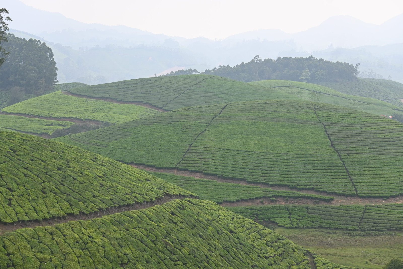 Scenic hill road Munnar to Thekkady Western Ghats Kerala