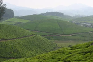 Kerala Trip Munnar, Thekkady, Periyar Boat Safari, Gavi Safari Alleppey Houseboat , Day Itinerary with Wildlife Photos