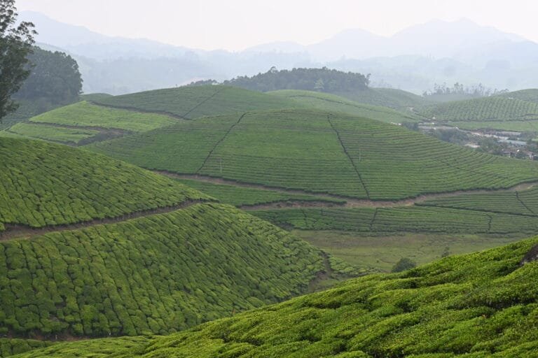 Munnar tea gardens — Kerala