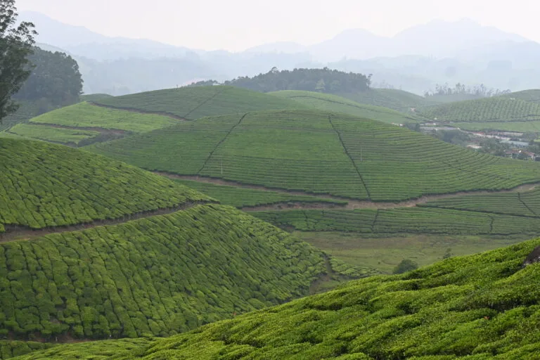 Munnar tea gardens — Kerala