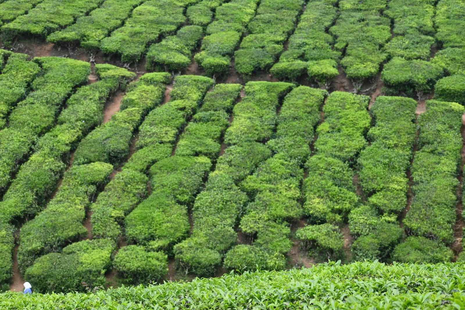 Rows of manicured tea bushes Munnar tea plantation Kerala