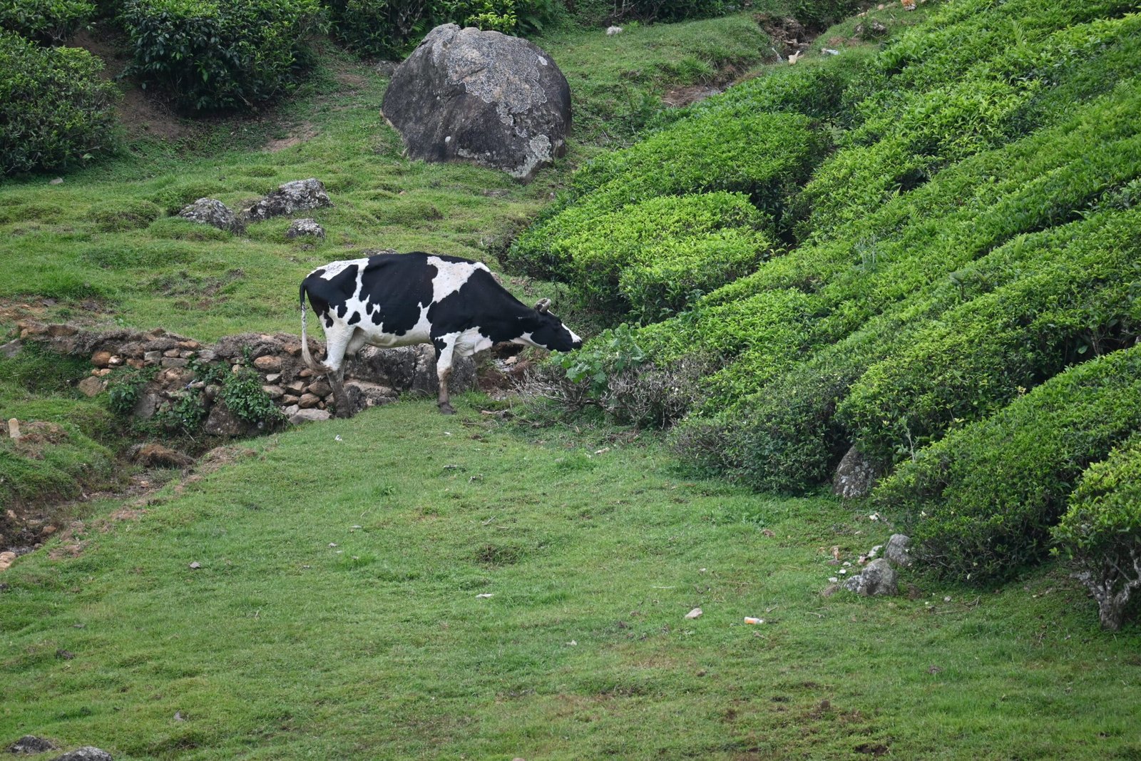 Munnar tea plantation landscape rolling green hills Kerala
