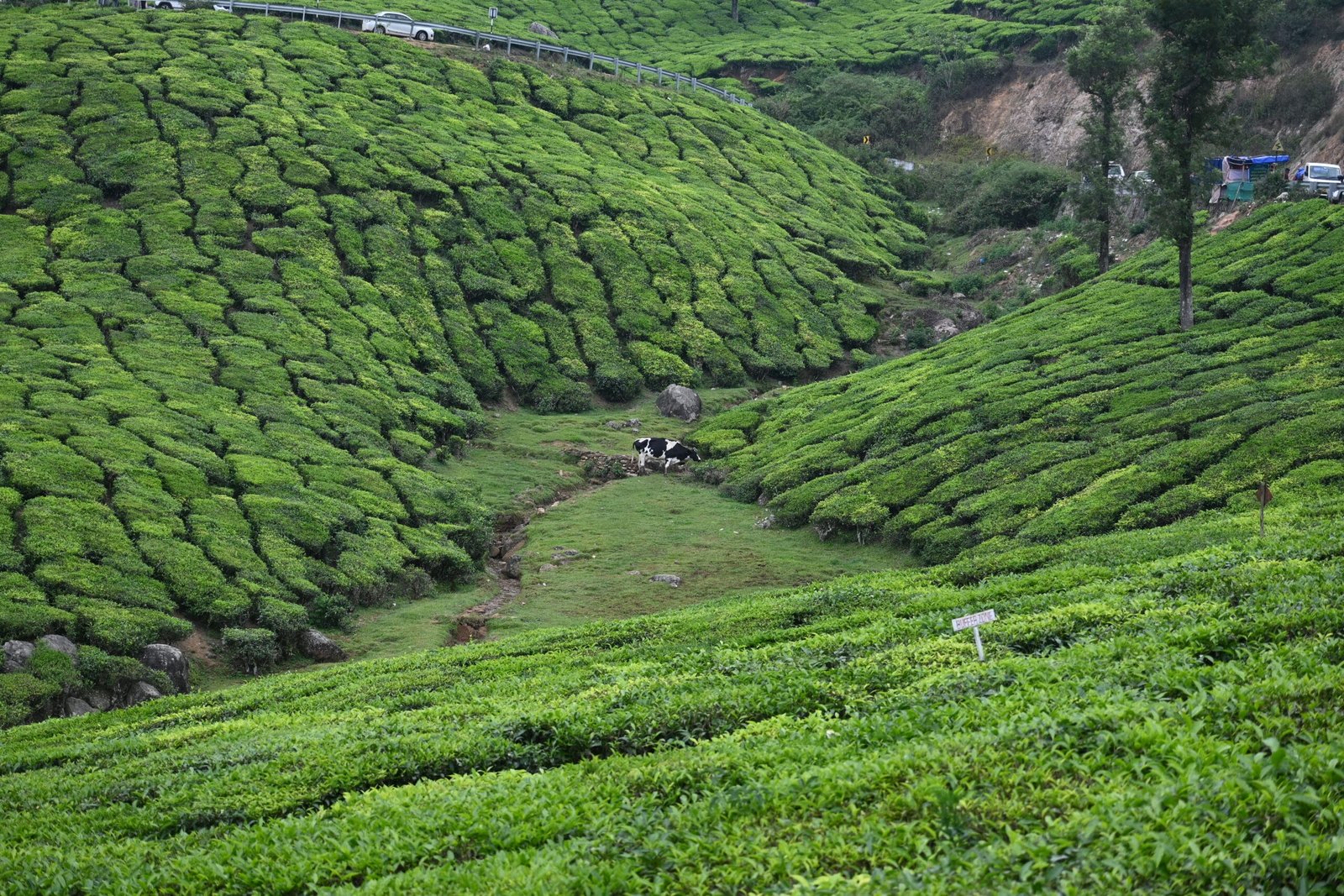 Wide Munnar tea valley with cow grazing and road Kerala