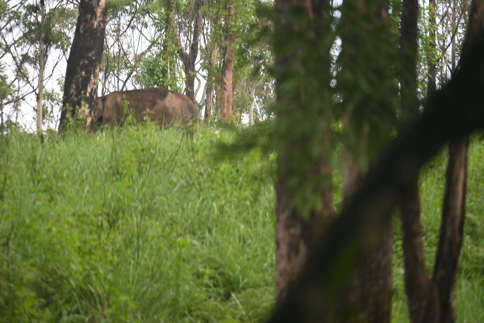 Wild elephant by forest road Gavi bus safari Periyar Kerala