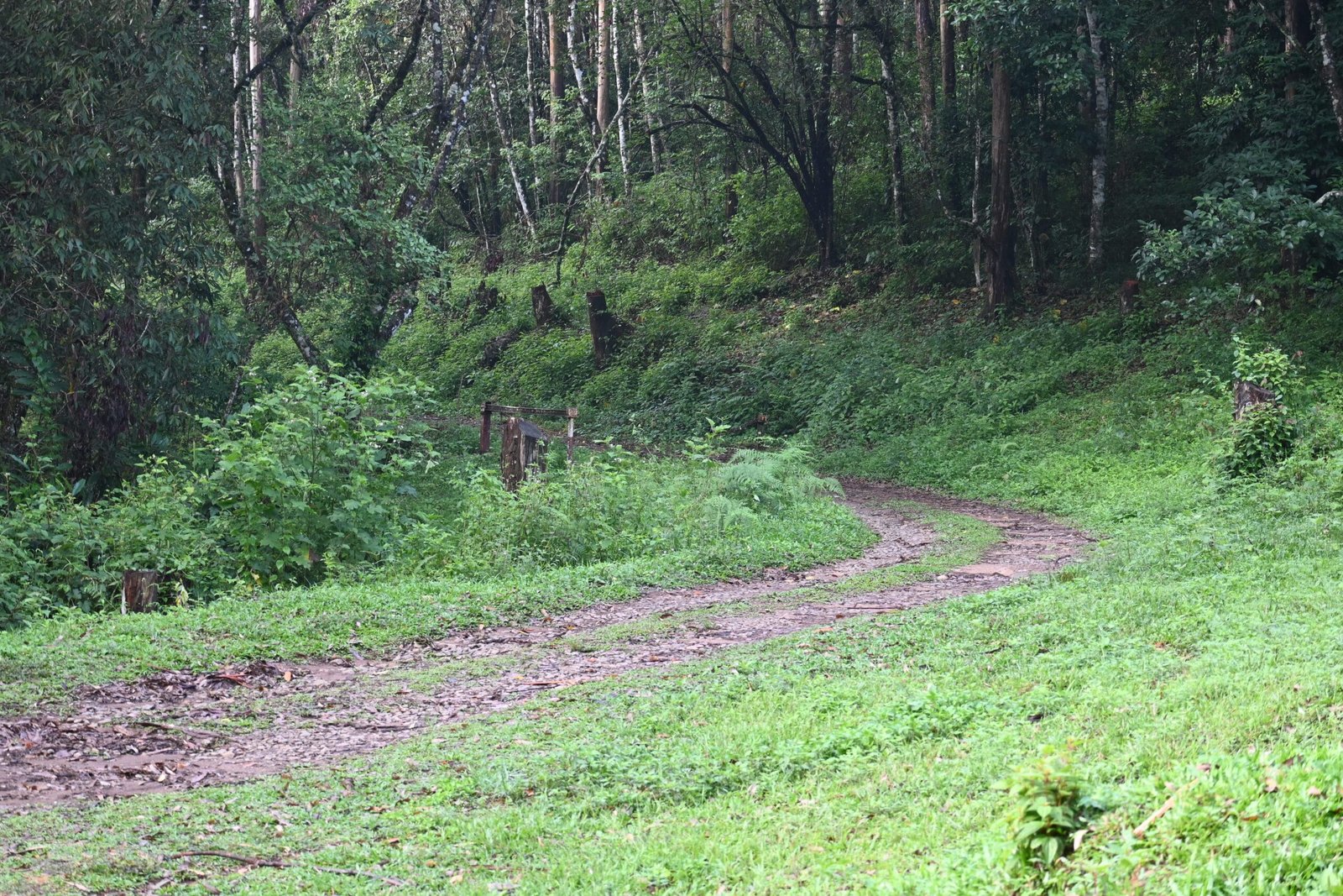 Wild elephant close up Gavi bus safari Periyar Thekkady Kerala