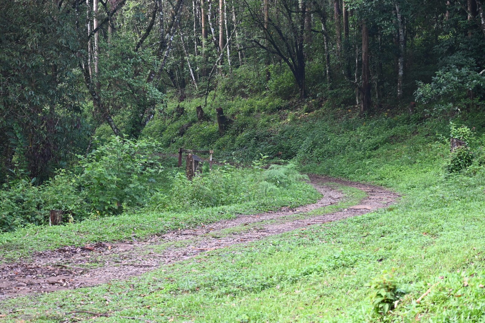 Wild elephant in forest Gavi safari road Periyar Kerala wildlife